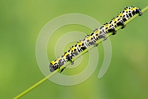 Colorized caterpillar