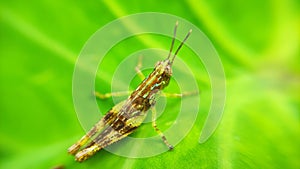 Colorized Grasshopper Insects in a Green Leave in macro eye