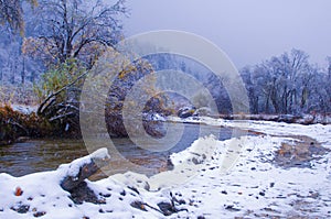 The colorized leaf in snowing