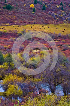 The colorized Rangeland in Plateau photo