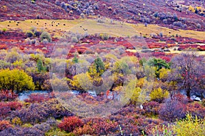 The colorized Rangeland