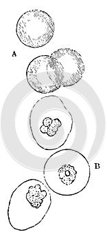 Colorless and Colored Blood Corpuscles, vintage illustration