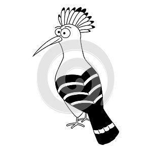 Colorless funny cartoon hoopoe.