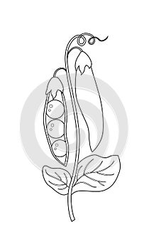 Colorless peas vector illustration isolated on white background