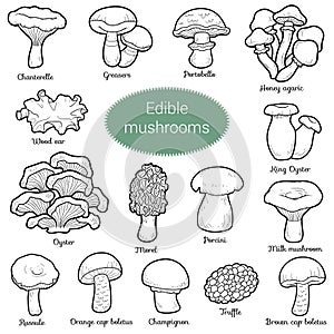 Colorless set of edible mushrooms