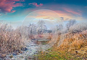 Coloroful frosty morning in tautumn forest