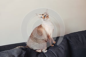 Colorpoint blue-eyed oriental breed cat sitting on couch sofa looking at camera.