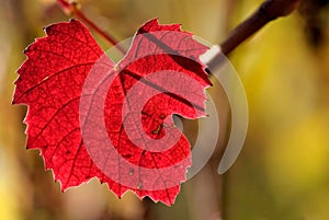 Colors of autumn beaujolais grapevine