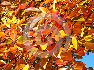Colours of autumn fall - leafs of beautiful black Tupelo tree photo