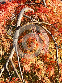 Colors of autumn fall: Red japanese maple tree acer palmatum dissectum