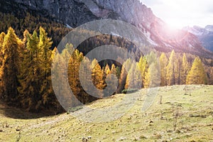 The colors of autumn in a fir forest, Val di Funes.