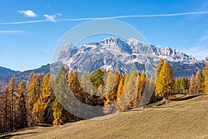 The colors of autumn in a fir forest, Val di Funes.