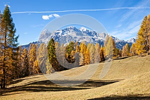 The colors of autumn in a fir forest, Val di Funes.