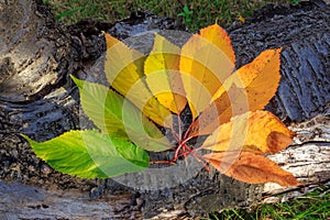 Colors of autumn in leaves