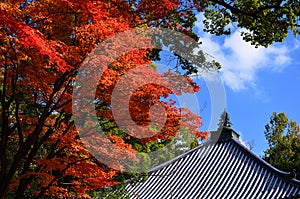 Colors of autumn leaves, Kyoto Japan