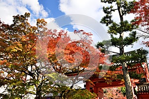 Colors of autumn leaves and red gate of Temple, Kyoto Japan.