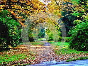 Colors of autumn - a long and lonesome road in the park