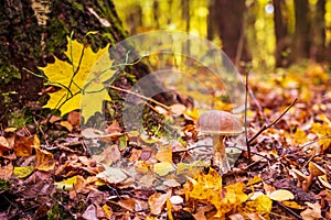 Colors of autumn and mashroom