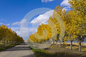 Colors of Autumn on a rural country road
