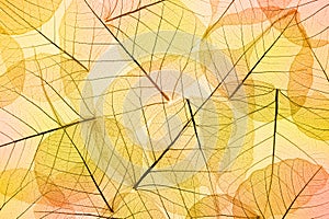 Colors of Autumn - Transparent Leaves Background