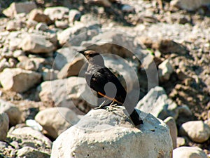 Colors of the bird of the desert