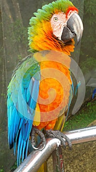 Colors Bird Pajaro Colores photo