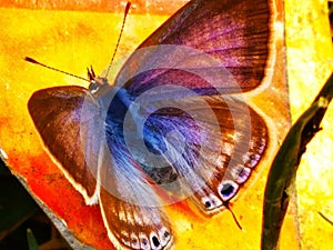 Colors of butterfly redefined