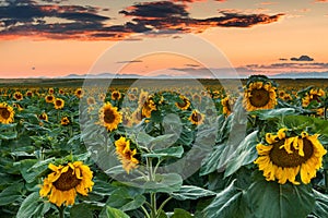 Colors Of A Colorado Evening