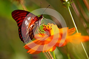 The colors come out beautifully in the garden watching the butterfly flutter from flower to flower