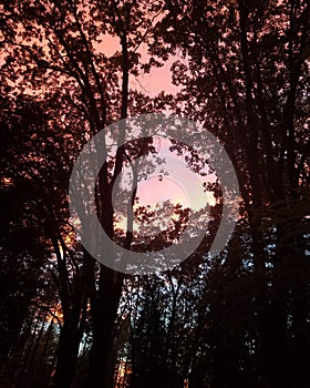 The colors danced around the trees