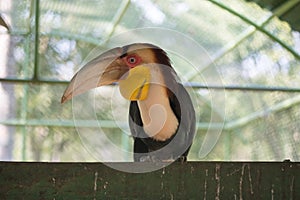 The colors and details of the Rhinoceros Hornbill.