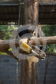 The colors and details of the Rhinoceros Hornbill.