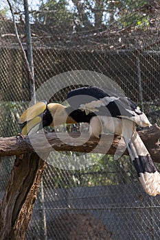 The colors and details of the Rhinoceros Hornbill.