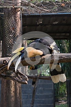 The colors and details of the Rhinoceros Hornbill.