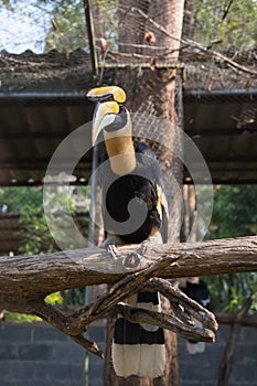 The colors and details of the Rhinoceros Hornbill.