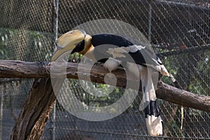 The colors and details of the Rhinoceros Hornbill.