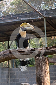 The colors and details of the Rhinoceros Hornbill.