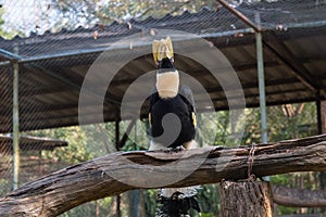 The colors and details of the Rhinoceros Hornbill.