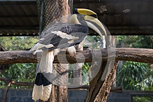 The colors and details of the Rhinoceros Hornbill.