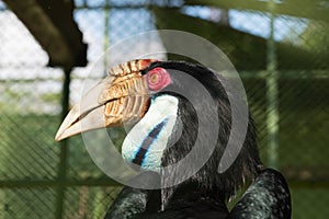 The colors and details of the Rhinoceros Hornbill.
