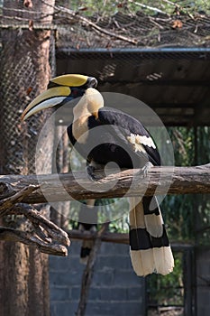 The colors and details of the Rhinoceros Hornbill.