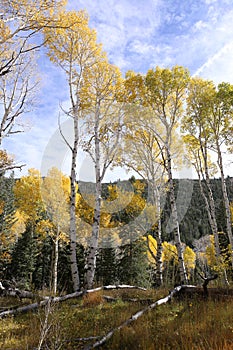Colors of Fall, Birch trees in autumn