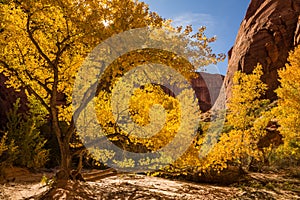 Colors of fall in Coyote Gulch