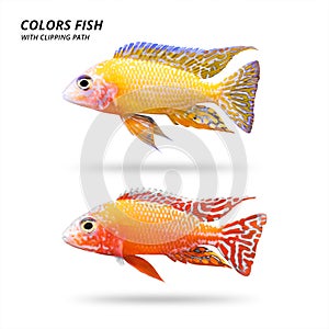 Colors fish isolated on white background. Beautiful cichlids. Clipping path