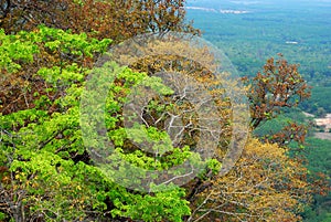 Colors of the forest in the rainy season