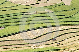 Colors of the harvest on terraced fields