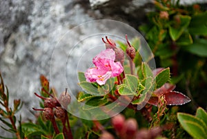 The colors of the high mountain flowers