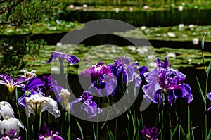 Colors of Japanese iris garden, Kyoto Japan