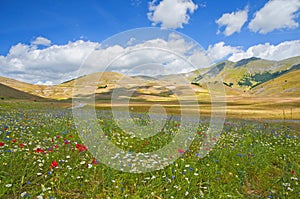 The colors of the lush green plains of Castelluccio