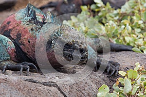 Colors of the marine iguana - Galapagos